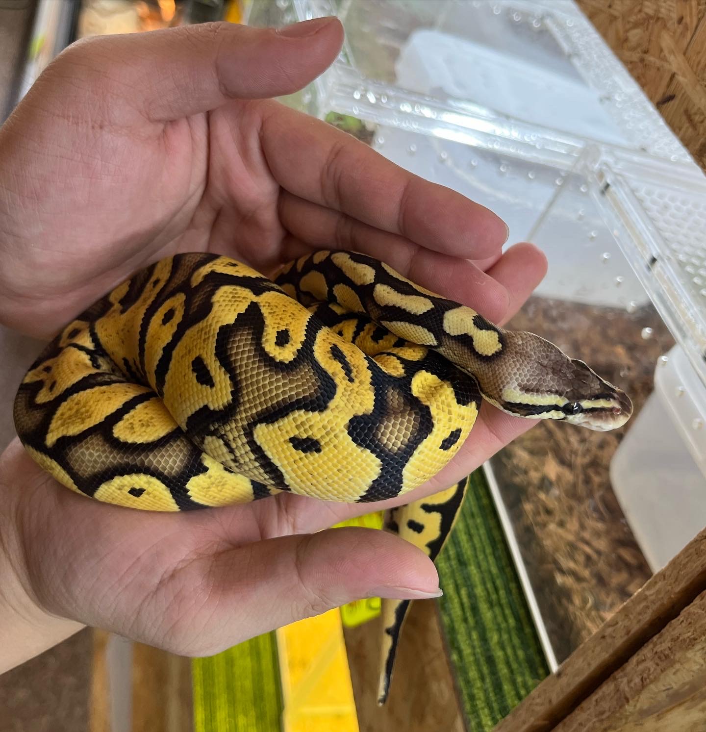 新入荷　ボールパイソン