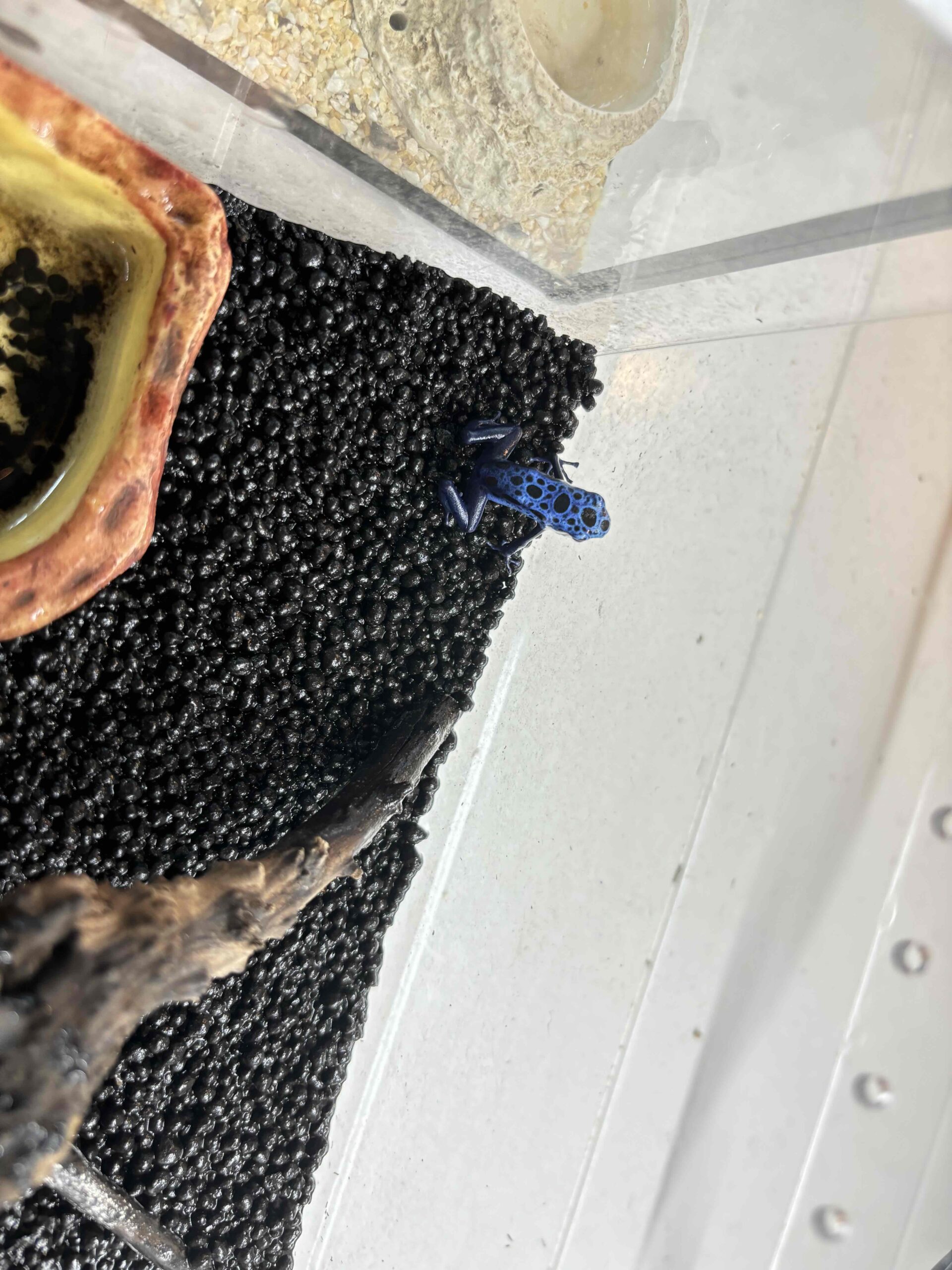 新入荷コバルトヤドクガエル