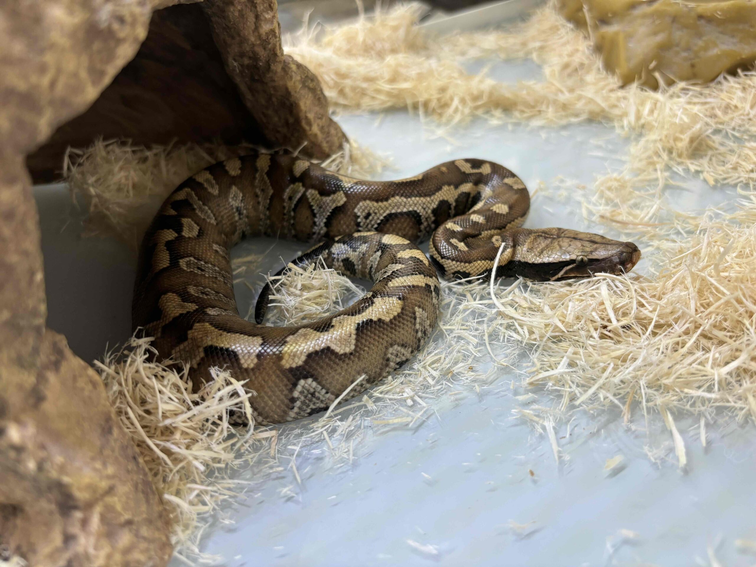 新入荷マラヤンブラッドパイソン
