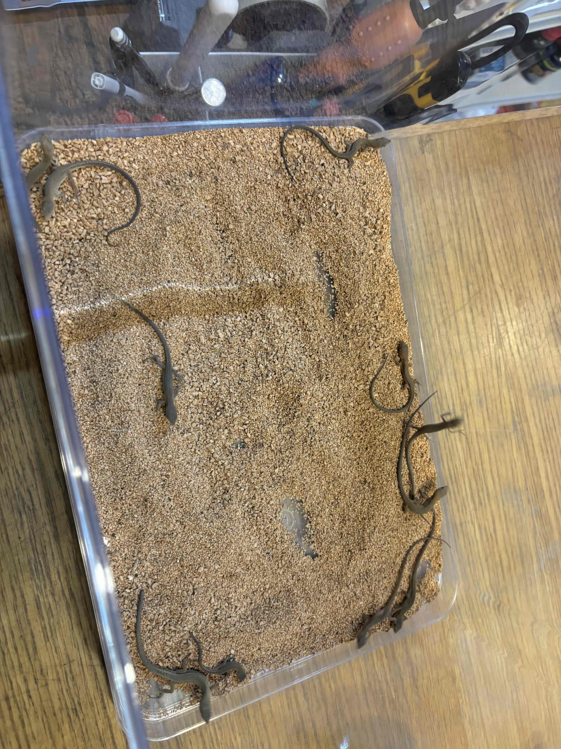 新入荷ニホンカナヘビbaby
