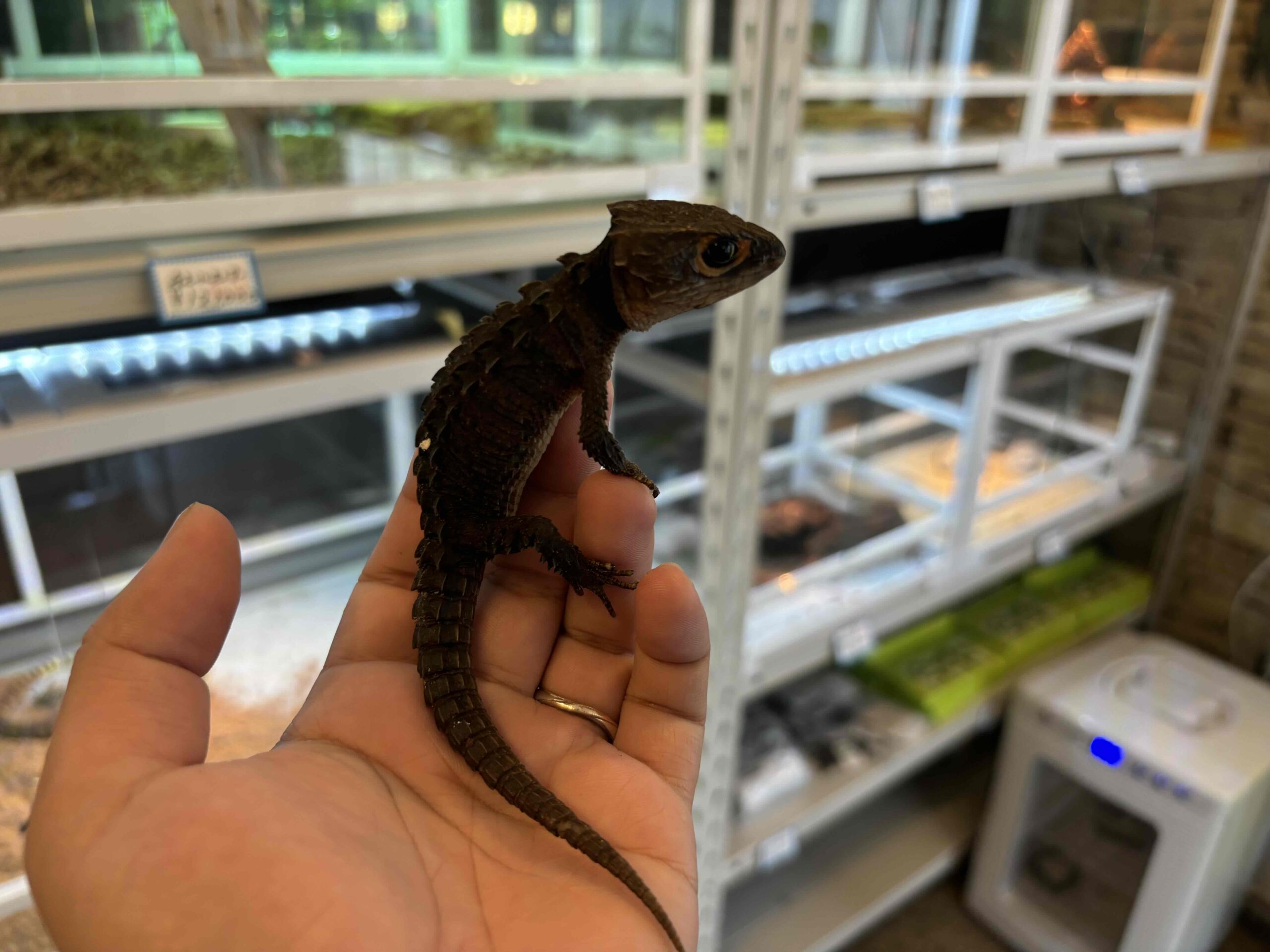 新入荷アカメカブトトカゲ