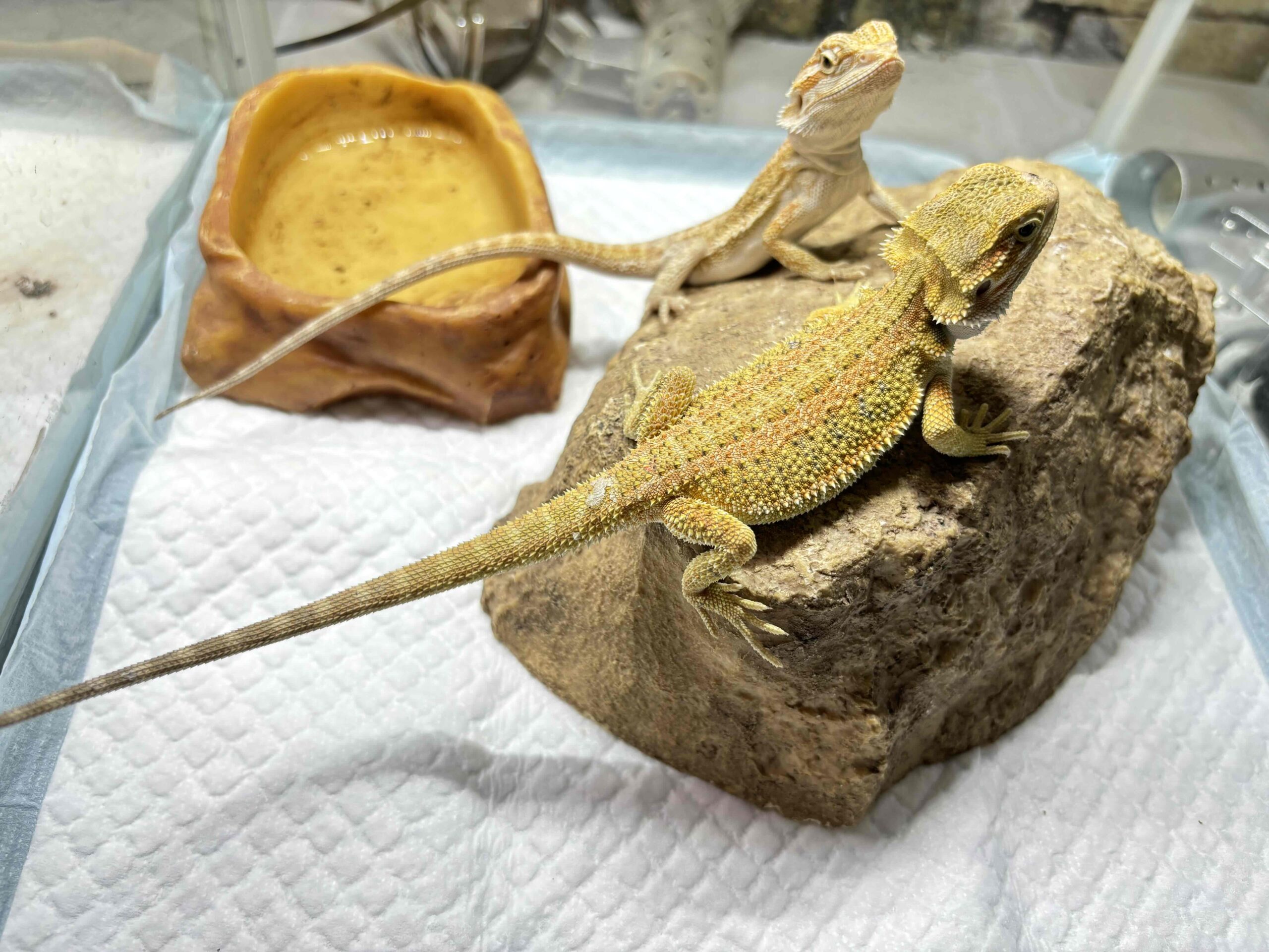 新入荷フトアゴヒゲトカゲ