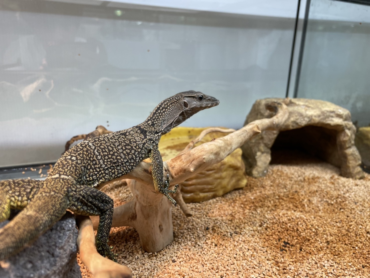 新入荷ラフネックモニター