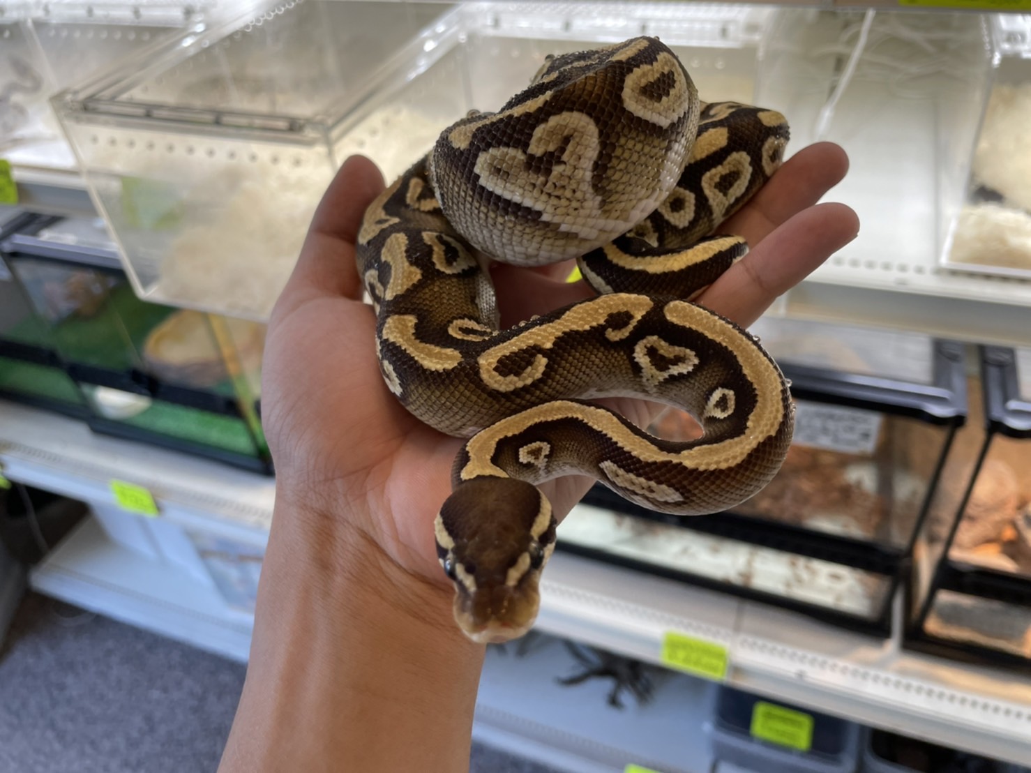 新入荷ボールパイソン第二弾
