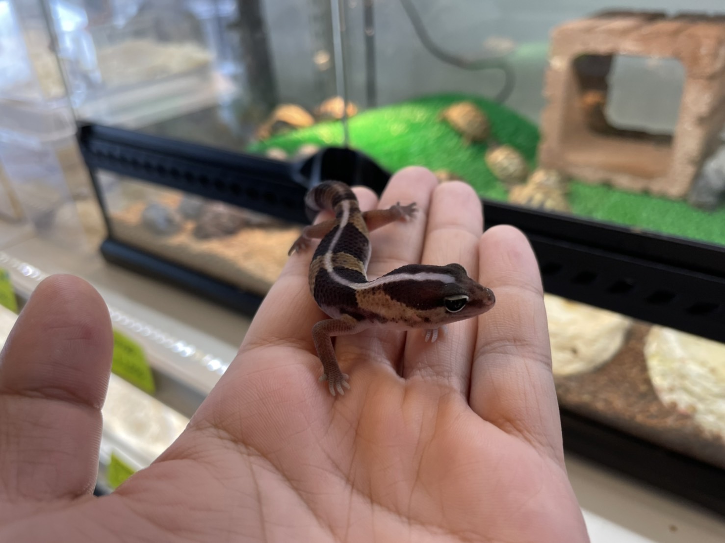 新入荷ニシアフリカトカゲモドキ