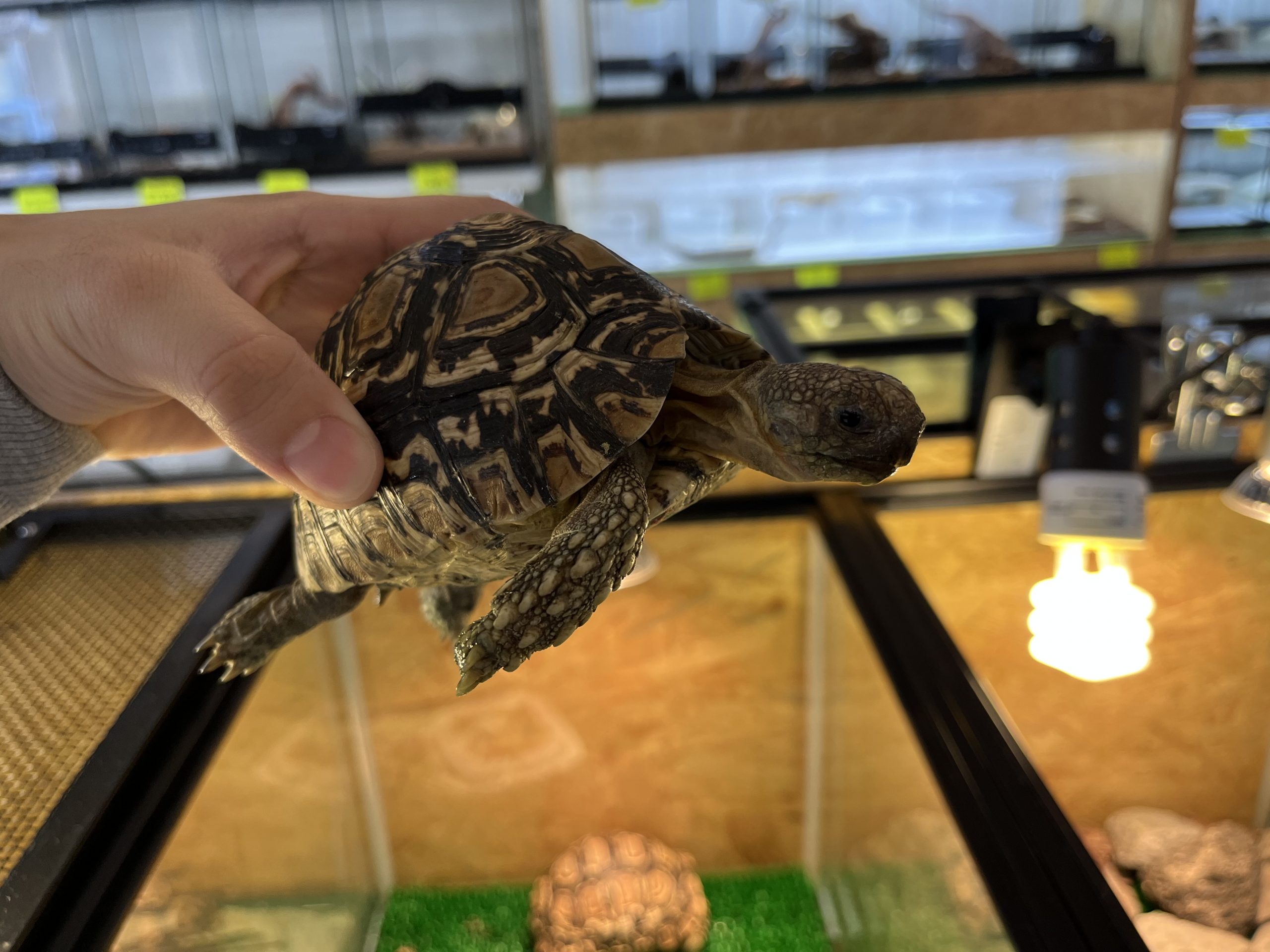 安心サイズのリクガメです！　そこそこ大きくなりますので、小型犬を飼育するくらいの気持ちでお迎えください。　お部屋でお散歩させてる人もたまに見ます。　そういうのに憧れてる方、ぜひぜひ。