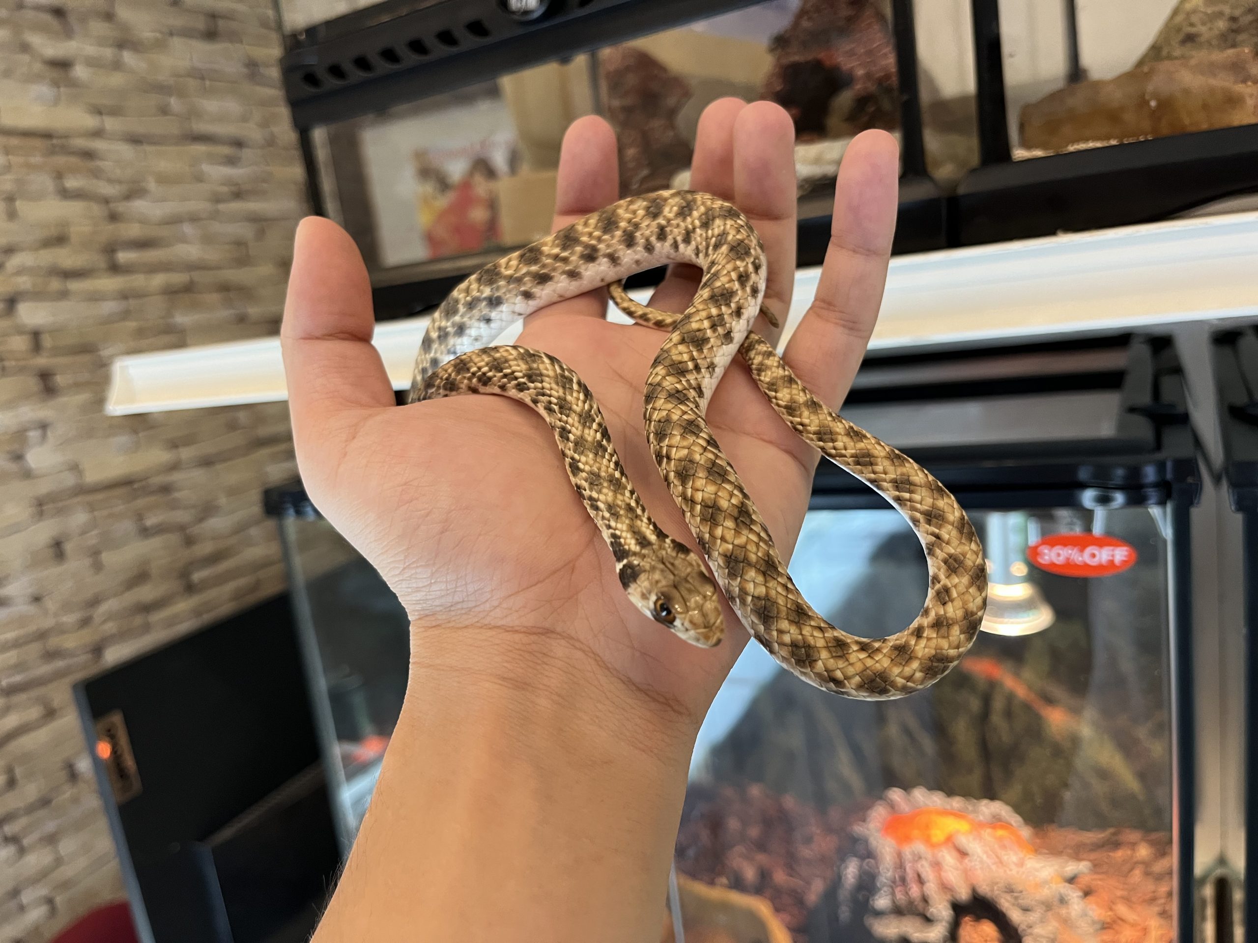 新入荷モイラヘビ