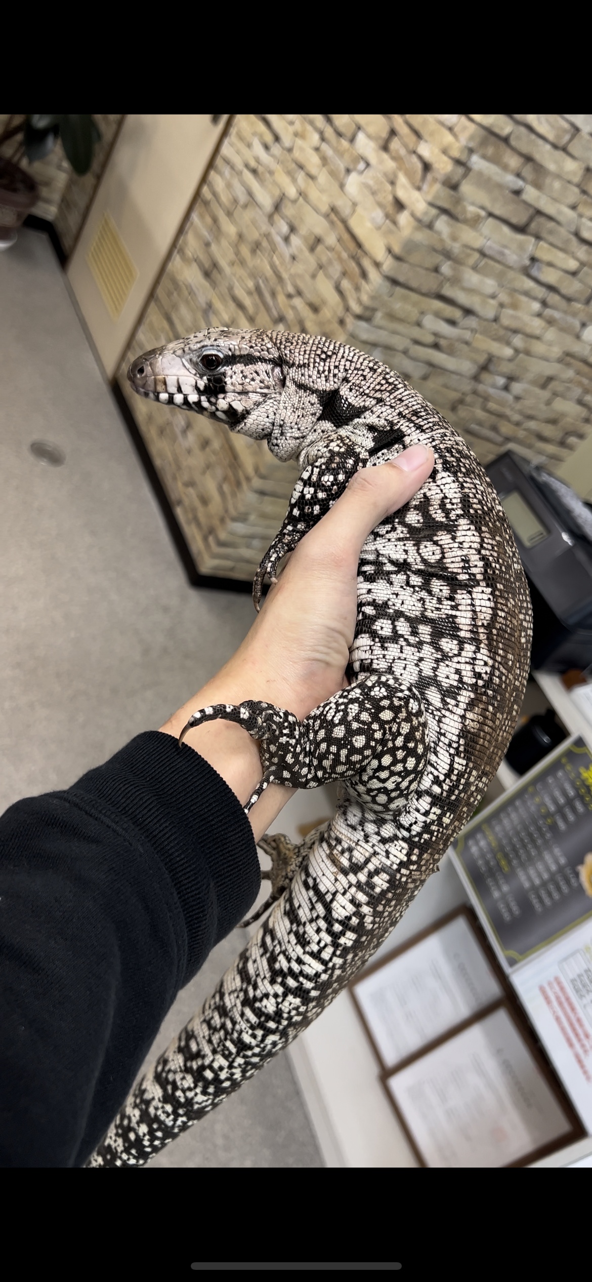新入荷 ブルーテグーベタ慣れ個体