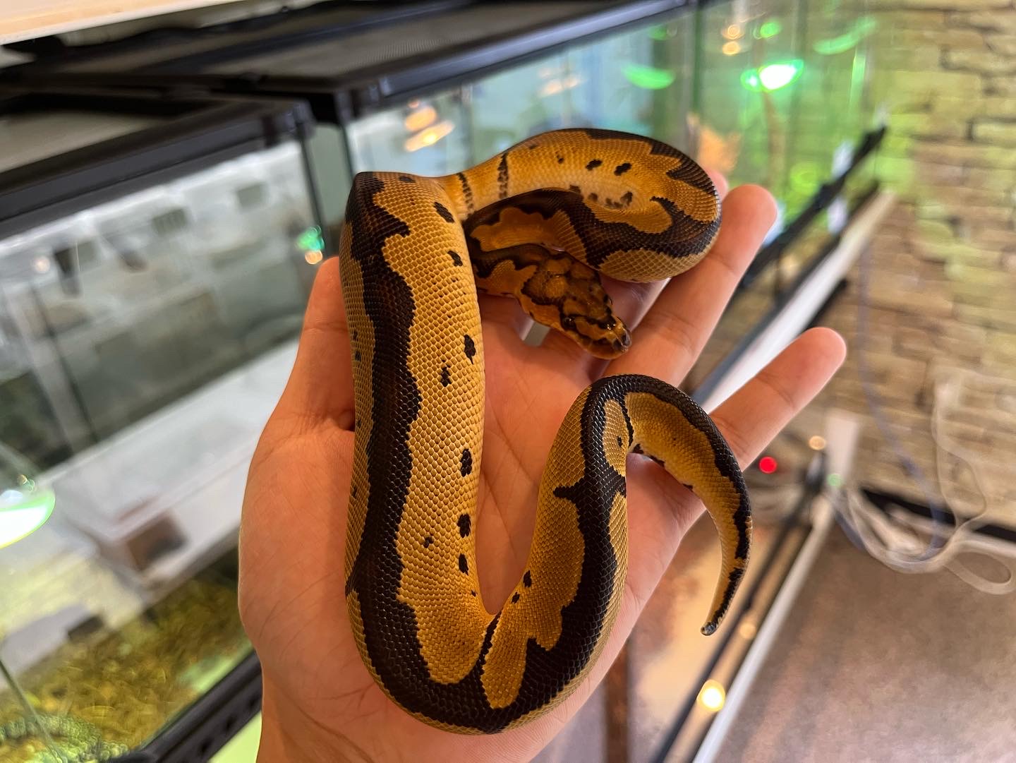 新入荷ボールパイソン　人気種