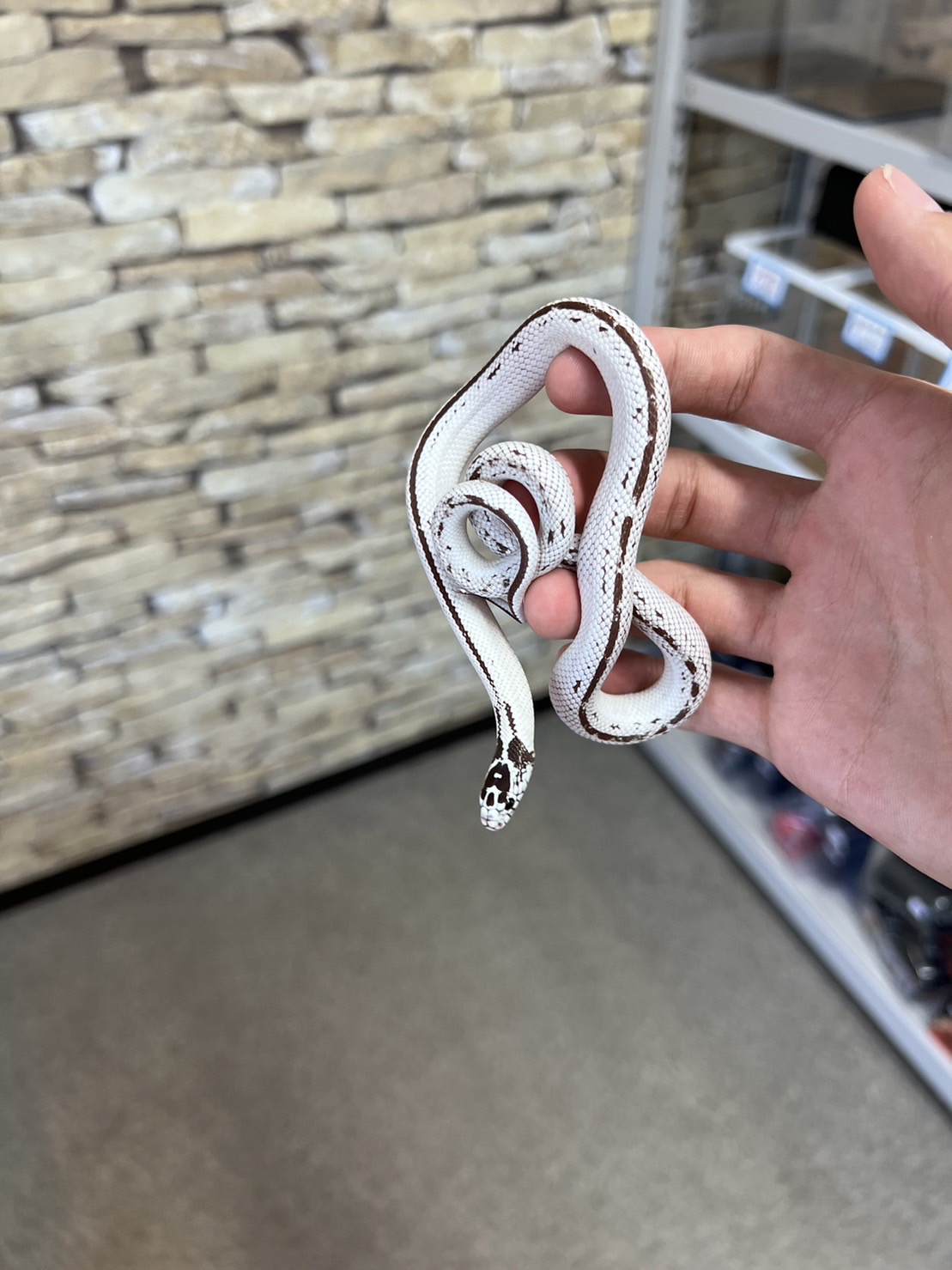 新入荷 カリフォルニアキングスネーク ハイホワイト