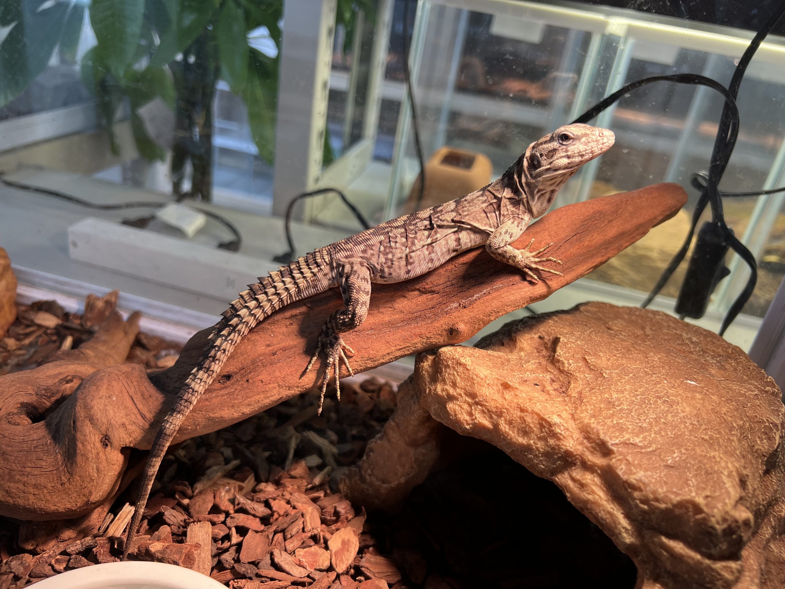 新入荷スベノドトゲオイグアナ