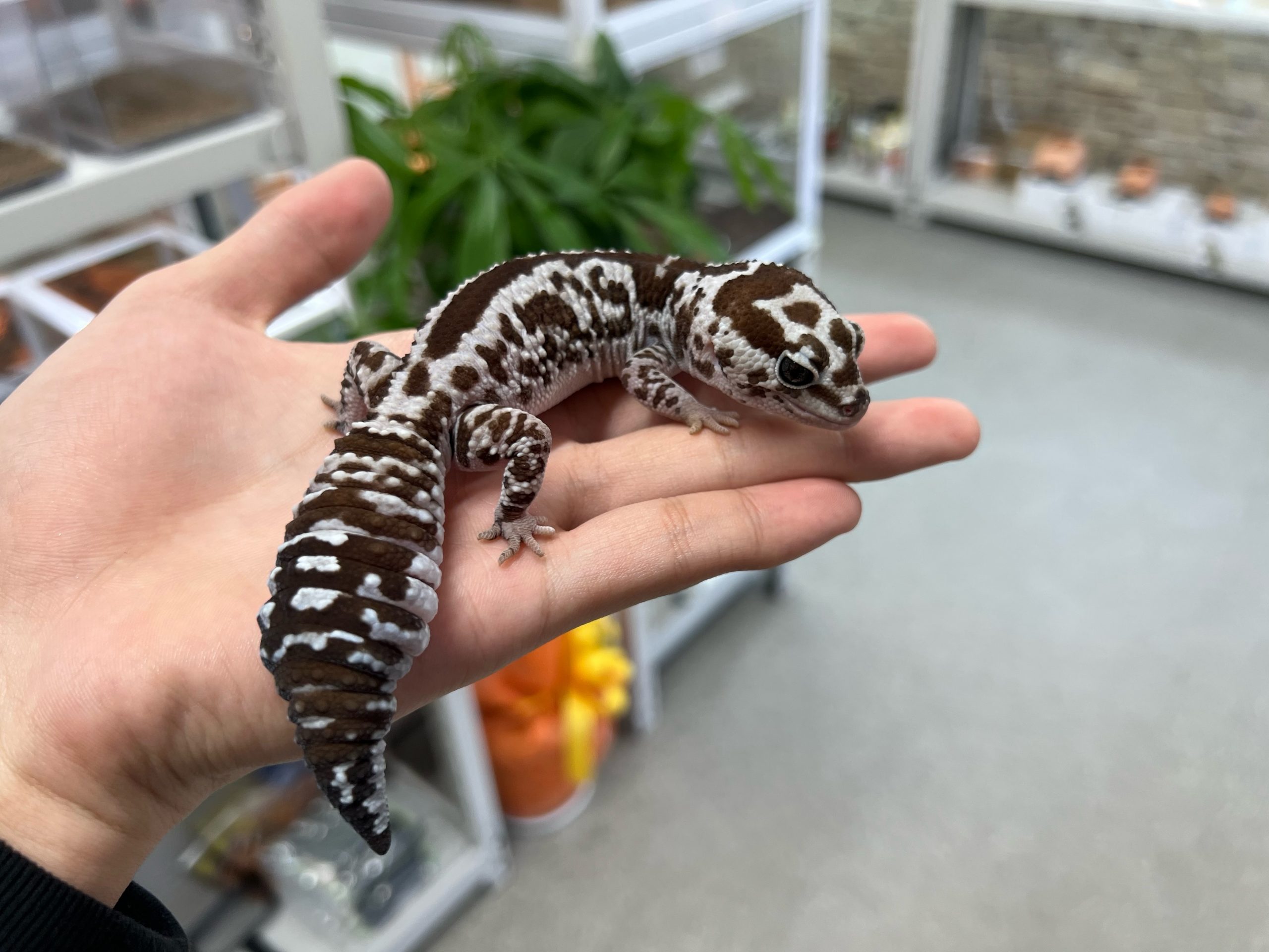 新入荷ニシアフリカトカゲモドキ　アダルト