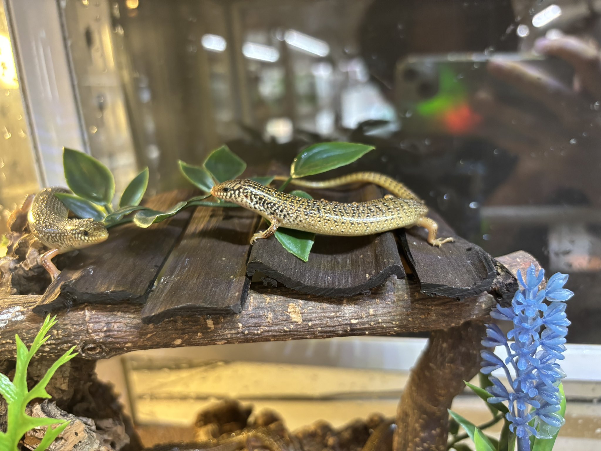 新入荷オオアシカラカネトカゲ