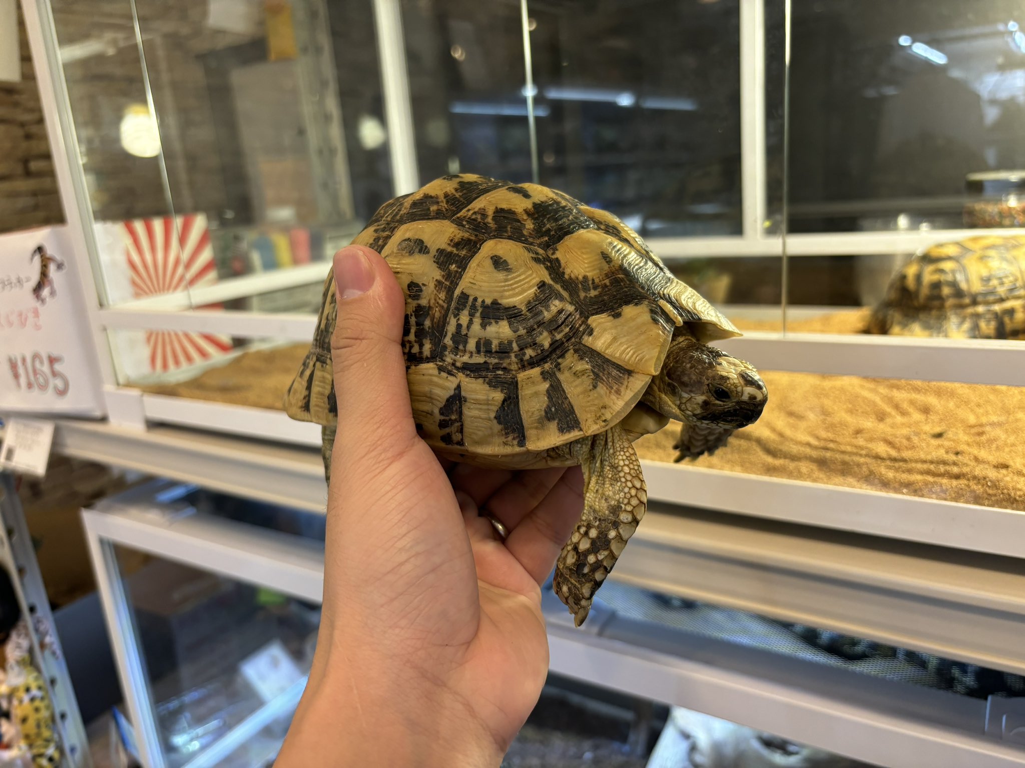 新入荷キレナイカギリシャリクガメ