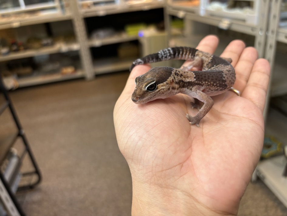 新入荷ニシアフリカトカゲモドキWC