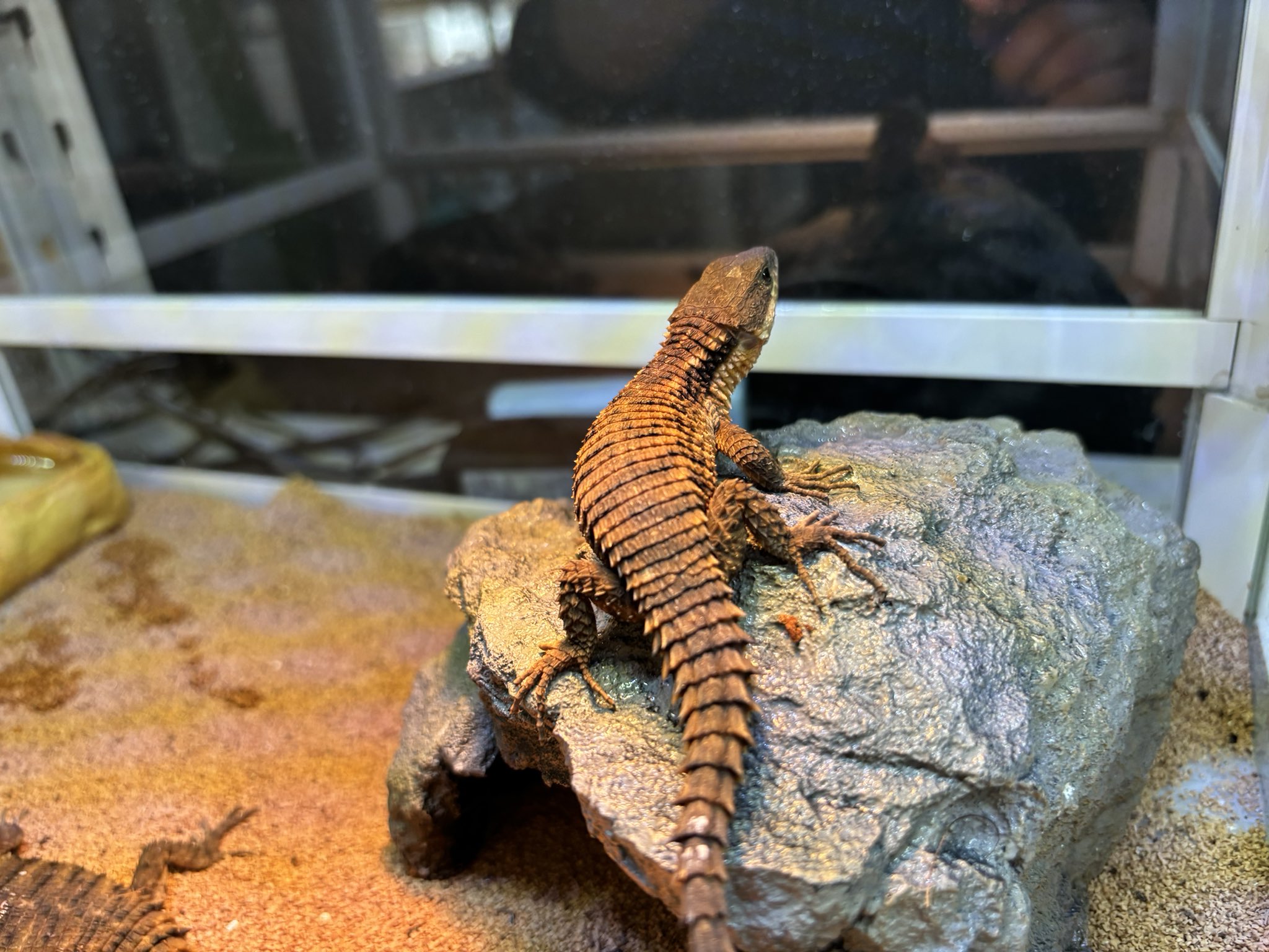 新入荷ヒナタヨロイトカゲ