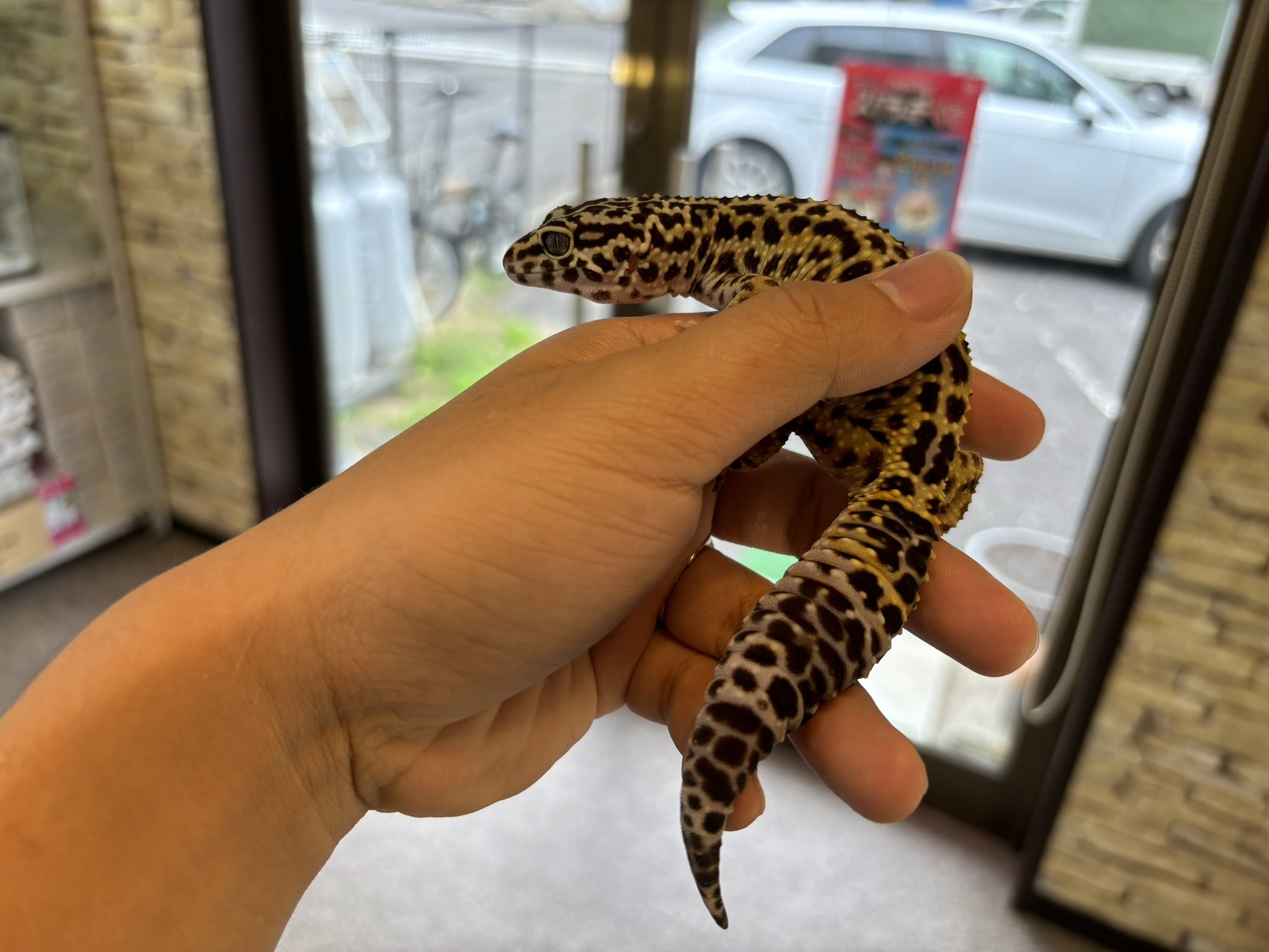 新入荷レオパードゲッコー