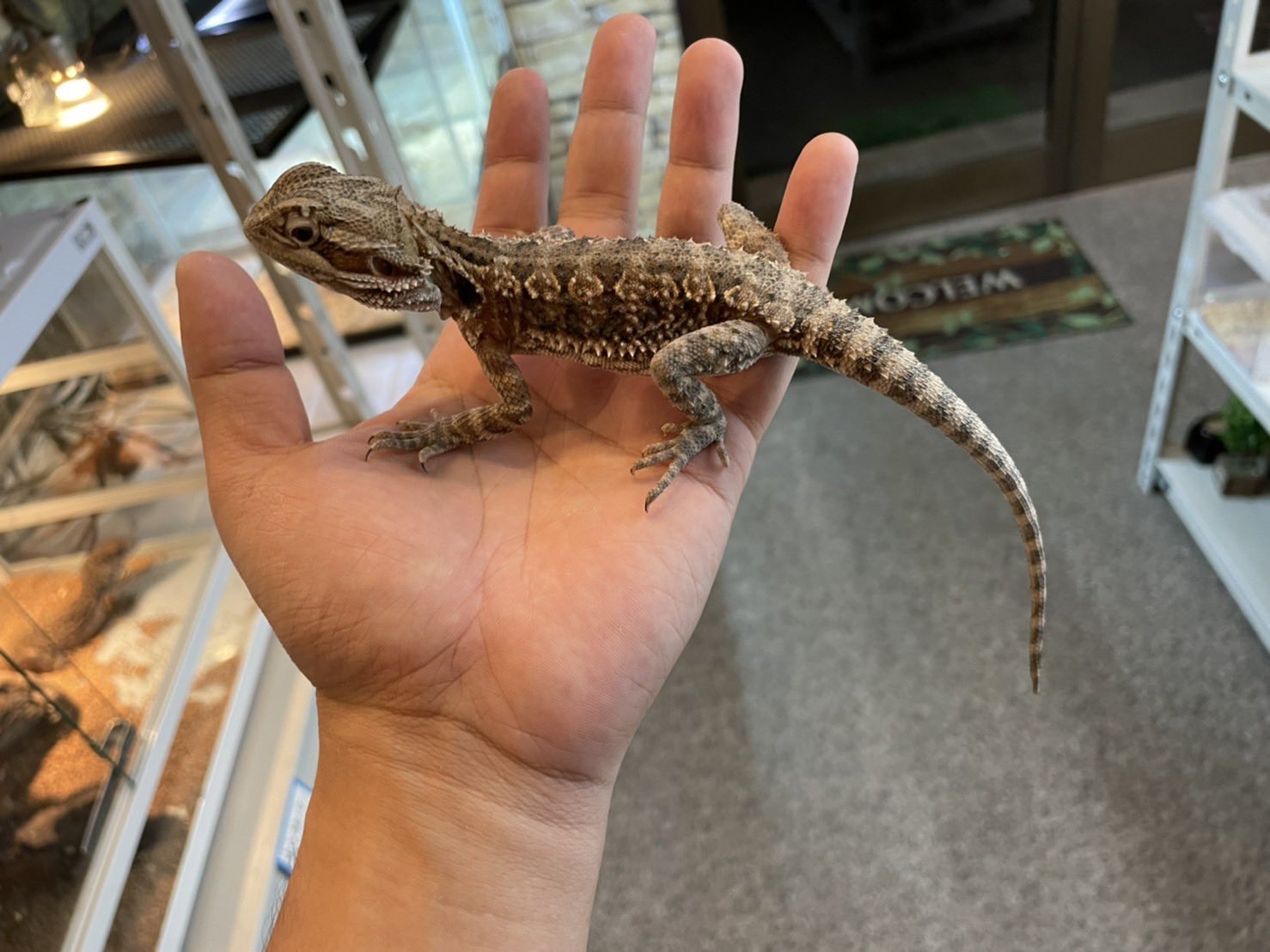 新入荷ランキンスドラゴン