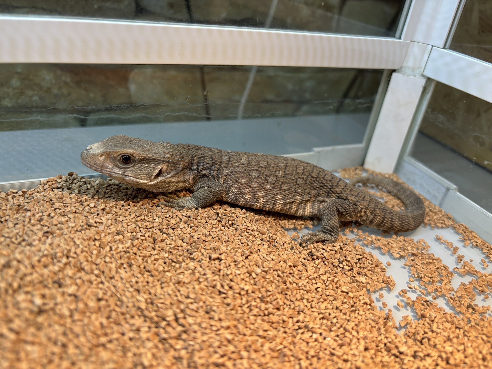 新入荷 サバンナモニター