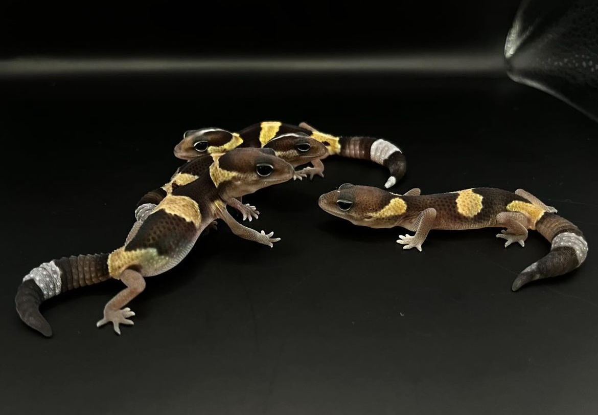 新入荷ニシアフリカトカゲモドキ