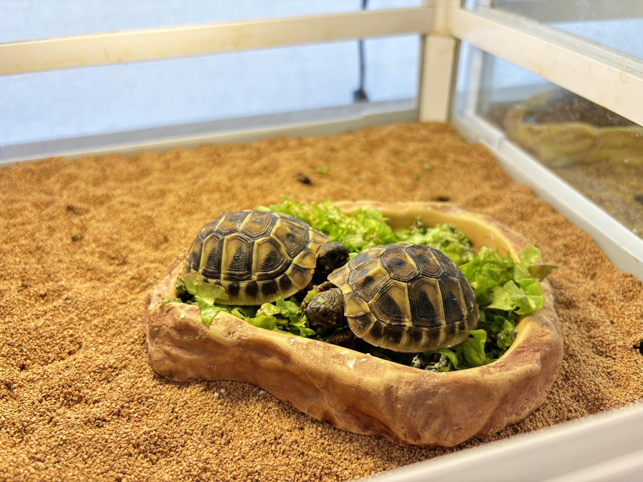 新入荷ヒガシヘルマンリクガメ