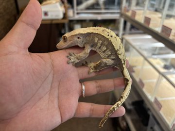 新入荷クレステッドゲッコー