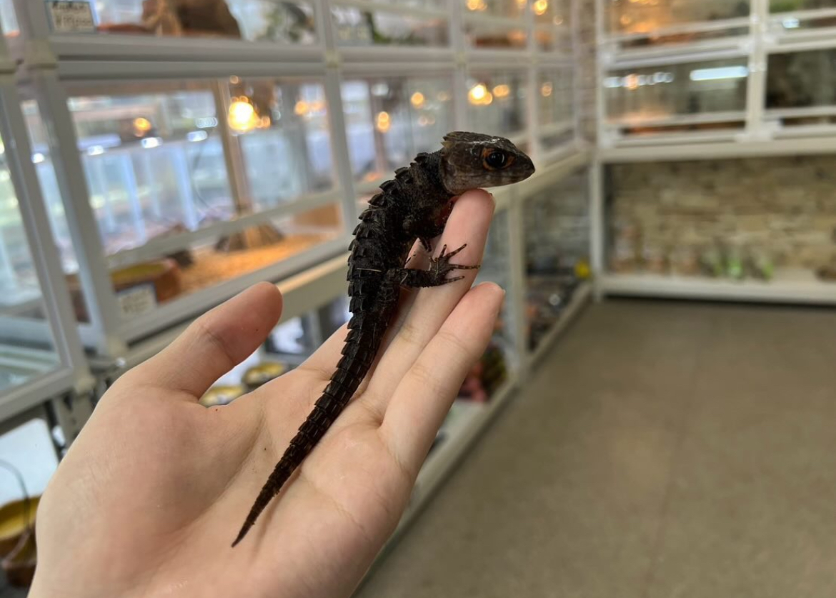 新入荷 アカメカブトトカゲ