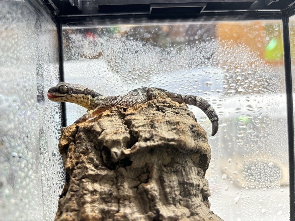 新入荷ヒガシアフリカネコツメヤモリ