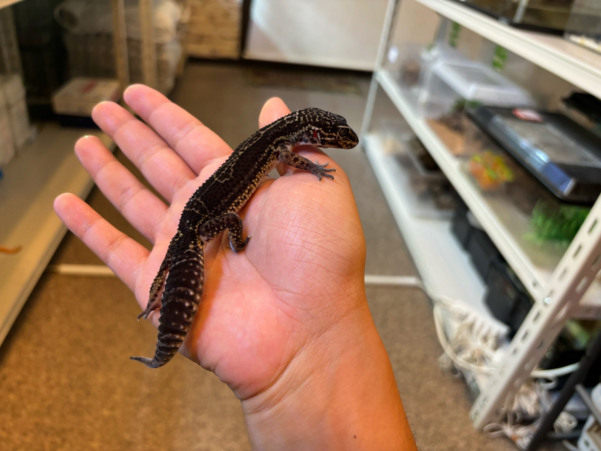新入荷ブラックナイト