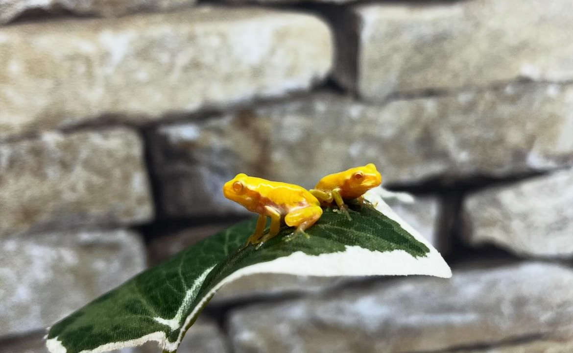 新入荷アルビノアマガエル