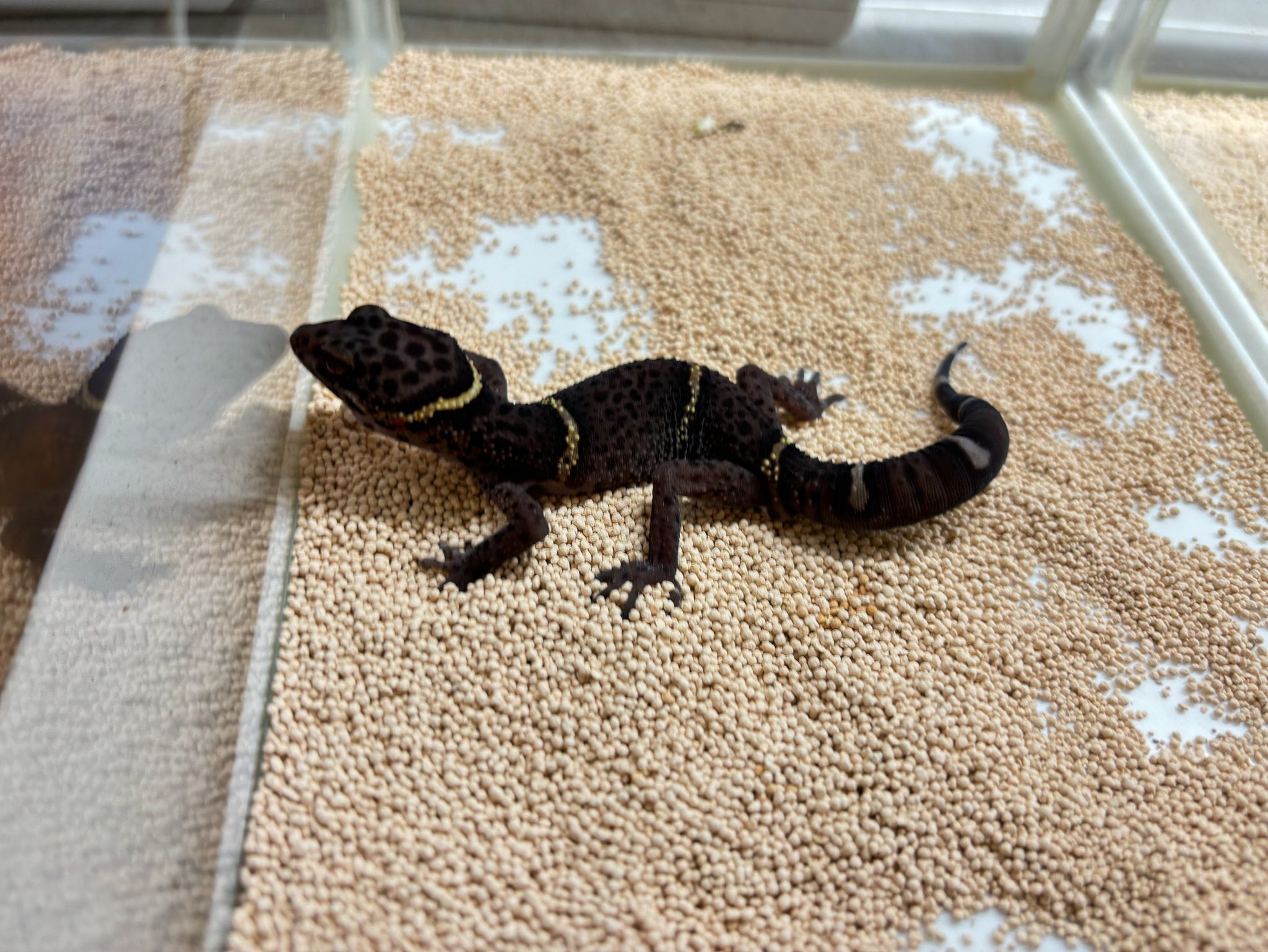 新入荷ハイナントカゲモドキ