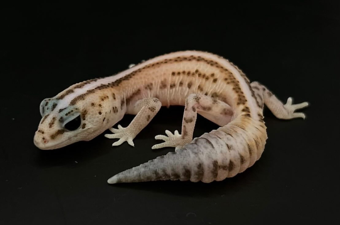新入荷ニシアフ各種