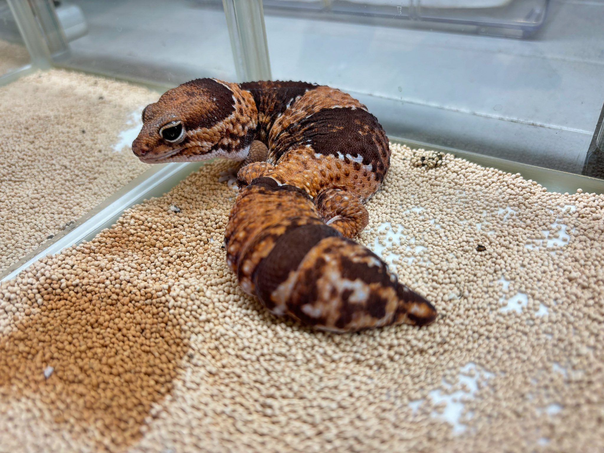 新入荷ニシアフリカトカゲモドキ１匹！
