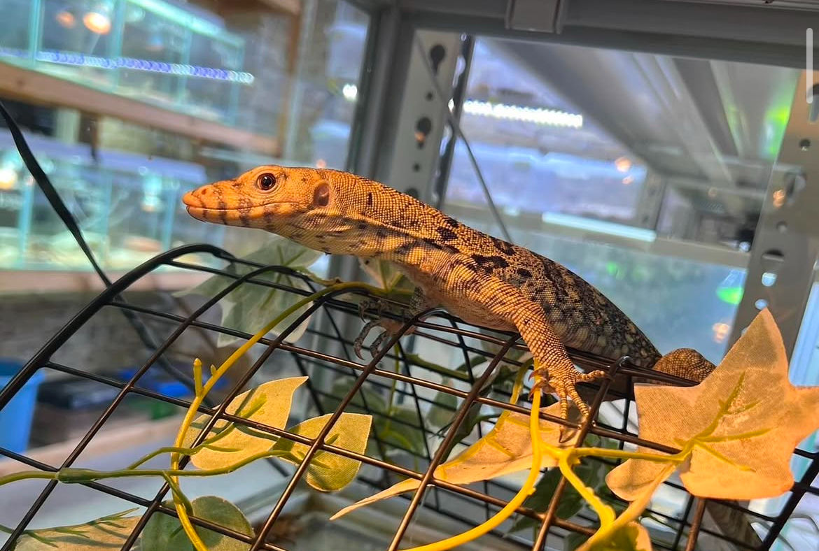 新入荷　サルファモニター