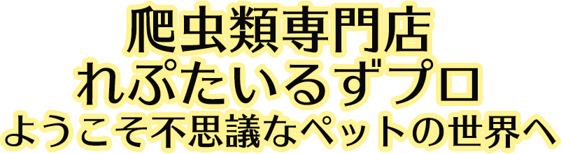 れぷたいるずプロ