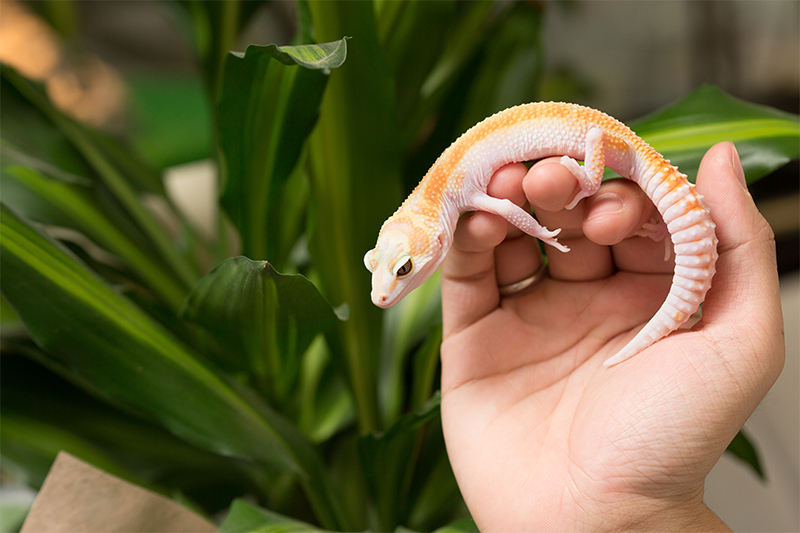 ヒョウモントカゲモドキ